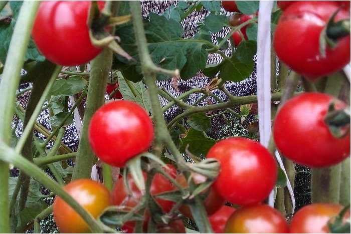 Natural Farming